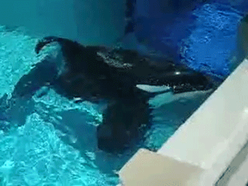 An orca whale is swimming in a pool.