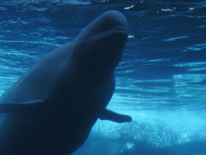 A white whale swimming under the water.