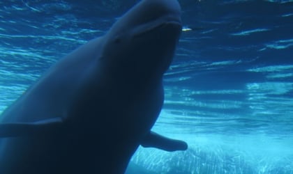 A beluga whale in a tank