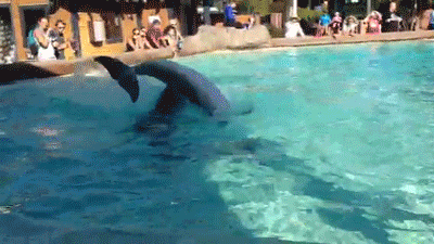 dolphin-flip