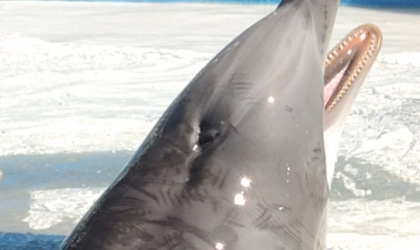 A photo showing rake marks on a dolphin at SeaWorld