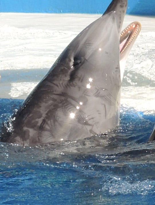 A Beluga Whale & Dolphin Have Reportedly Died At MarineLand Canada