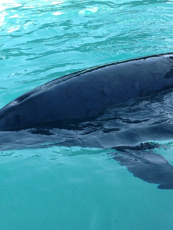A Beluga Whale & Dolphin Have Reportedly Died At MarineLand Canada