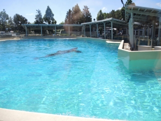 Orca floating alone in a SeaWorld tank