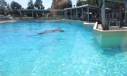 Orca floating alone in a SeaWorld tank