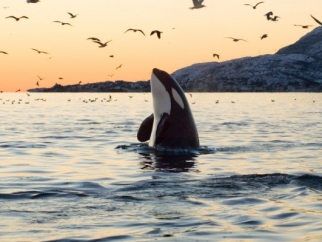 An orca whale spyhopping in the wild