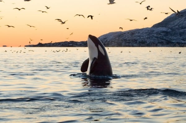 An orca whale spyhopping in the wild