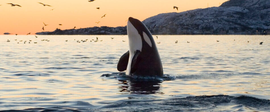 An orca whale spyhopping in the wild