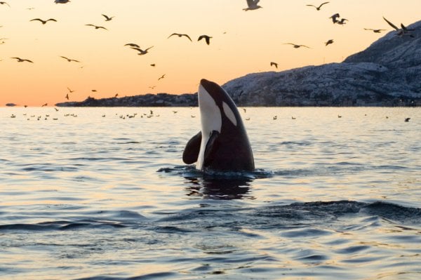 An orca whale jumping out of the water at sunset.