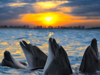 A group of dolphins in the water at sunset.