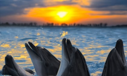 A group of dolphins in the water at sunset.