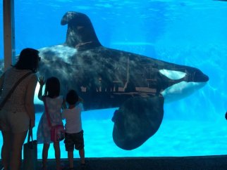 A group of people looking at an orca in SeaWorld