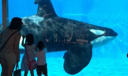 A group of people looking at an orca in SeaWorld