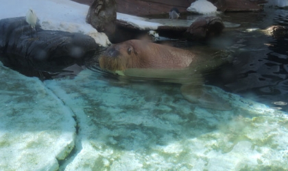 A walrus in a tank