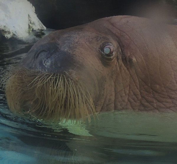 O SeaWorld é ruim? Pequenos fatos sobre parques marinhos