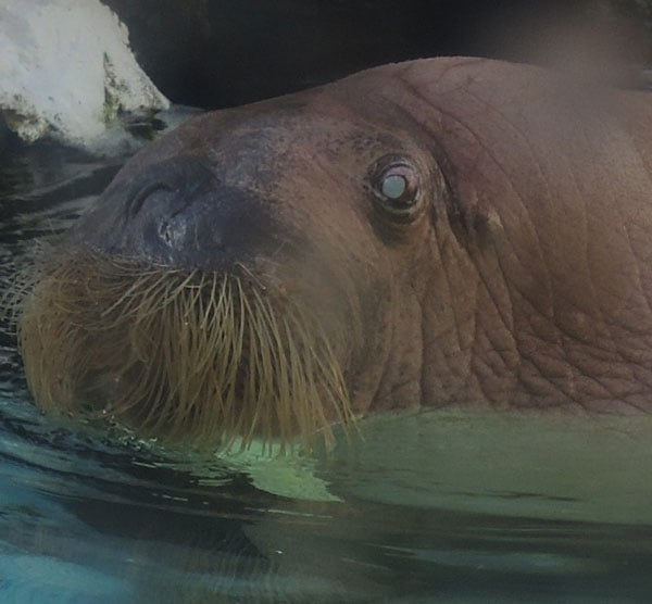 A blind walrus named Obie