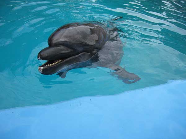 A dolphin swimming in a blue pool with its mouth open.