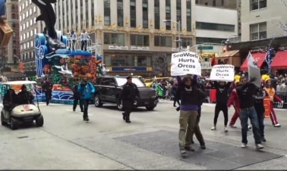 A group of demonstrators jumping the barricade at the Macy's Parada