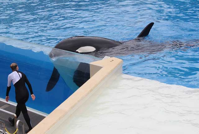 A man in a wetsuit is standing next to a killer whale.