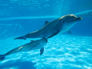 Two dolphins swimming in a barren tank
