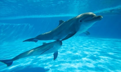 Two dolphins swimming in a barren tank