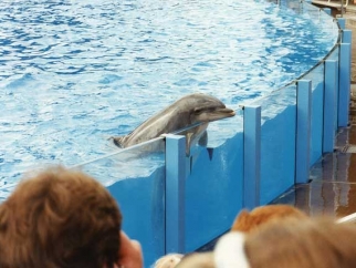 A dolphin props up their head on the rim of their tank