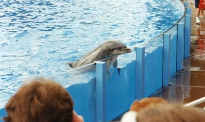 A dolphin props up their head on the rim of their tank