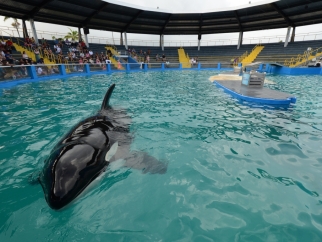 An orca swims alone in a small tank