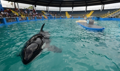 An orca swims alone in a small tank