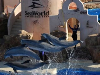 A group of dolphins jumping in a SeaWorld show