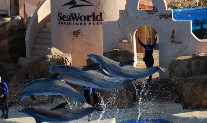 A group of dolphins are jumping in the water at seaworld.
