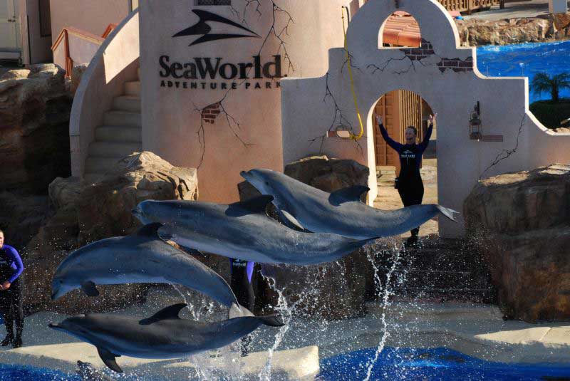 A group of dolphins are jumping in the water at seaworld.