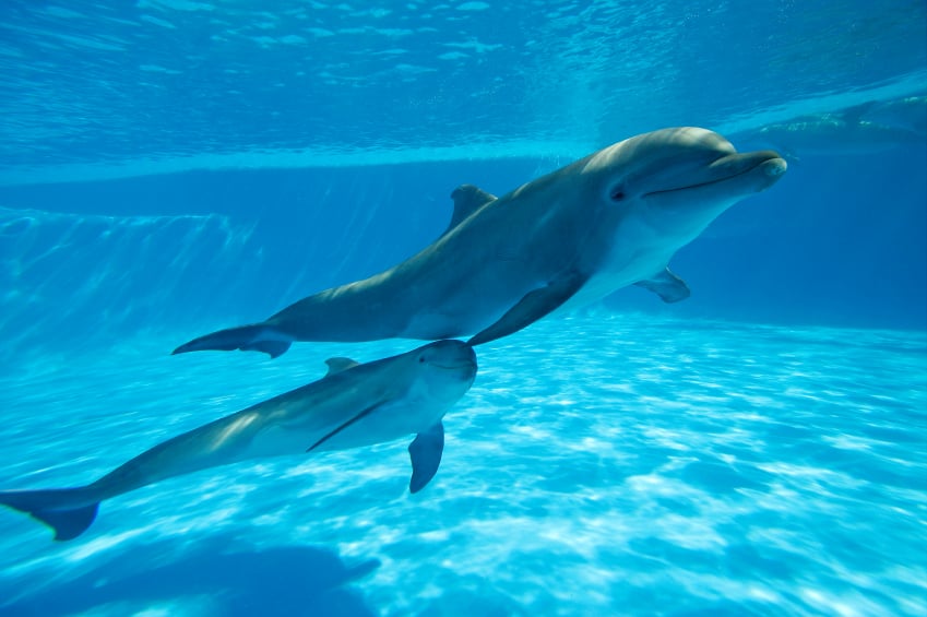 Two dolphins swimming in the water.