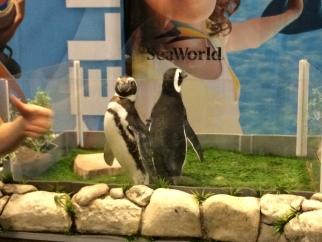Two penguins standing in a glass enclosure.