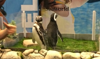 Two penguins standing in a glass enclosure.