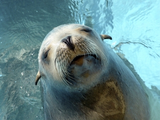 A sea lion in the water.