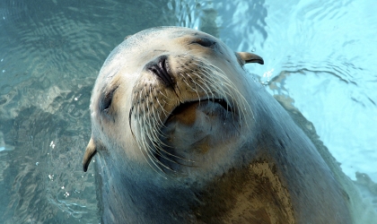 A sea lion in the water.