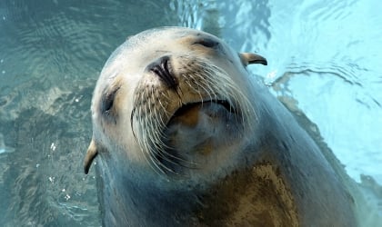 A sea lion in the water.