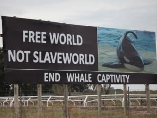 Billboard that says "Free world not slaveworld. End whale captivity"