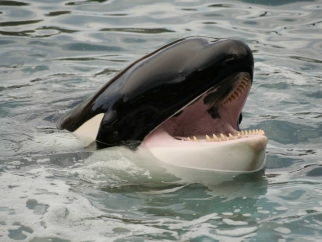on orca in the water with their mouth open