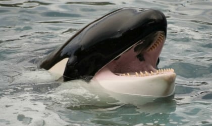 on orca in the water with their mouth open