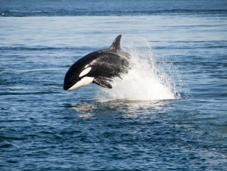 orca leaping in the ocean