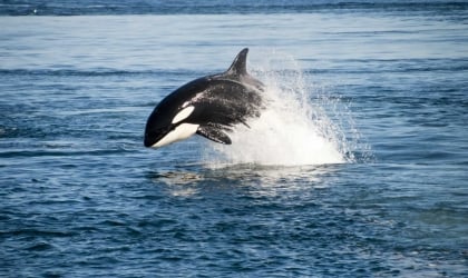 orca leaping in the ocean