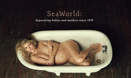 Marisa Miller, a pregnant woman, is laying in a bathtub to protest SeaWorld's separation of mothers and babies since 1970.