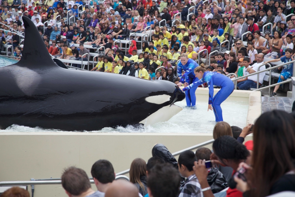 A group of people watching an orca whale at a zoo.