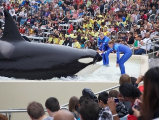 a crowd of people at SeaWorld watch trainers force an orca to perform.