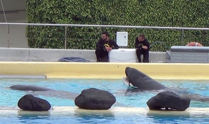 two orcas in a tank at Loro Parque in Spain with two trainers sitting on concrete above them