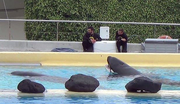 Orca Kohana Dies at Spain's Loro Parque | SeaWorld of Hurt
