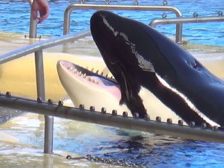Morgan the orca at Loro Parque