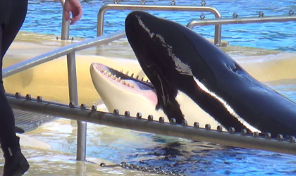 Morgan the orca at Loro Parque